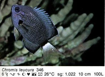 Chromis leucura